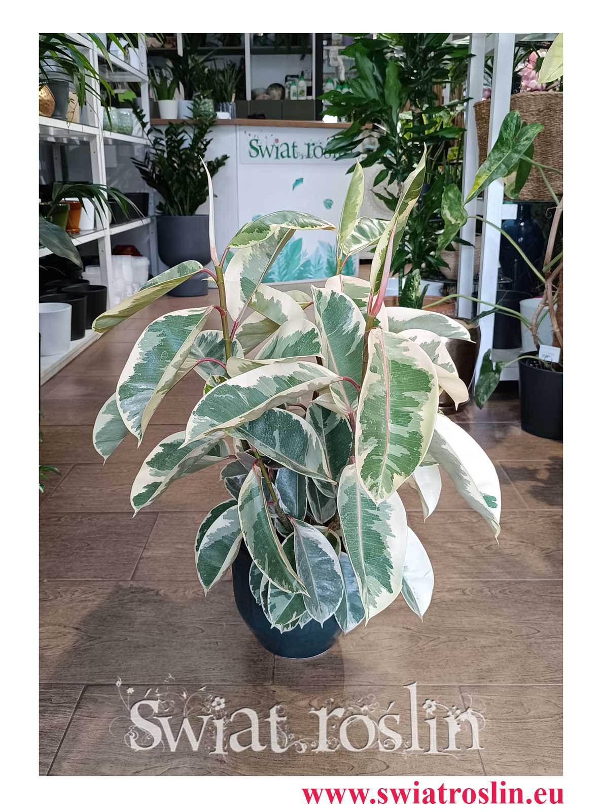 Fikus Elastica Tineke dop biura do firmy do hotelu do kawiarni do restauracji do mieszkania do salonu, Ficus Elastica Tineke, Figowiec Sprężysty Tineke